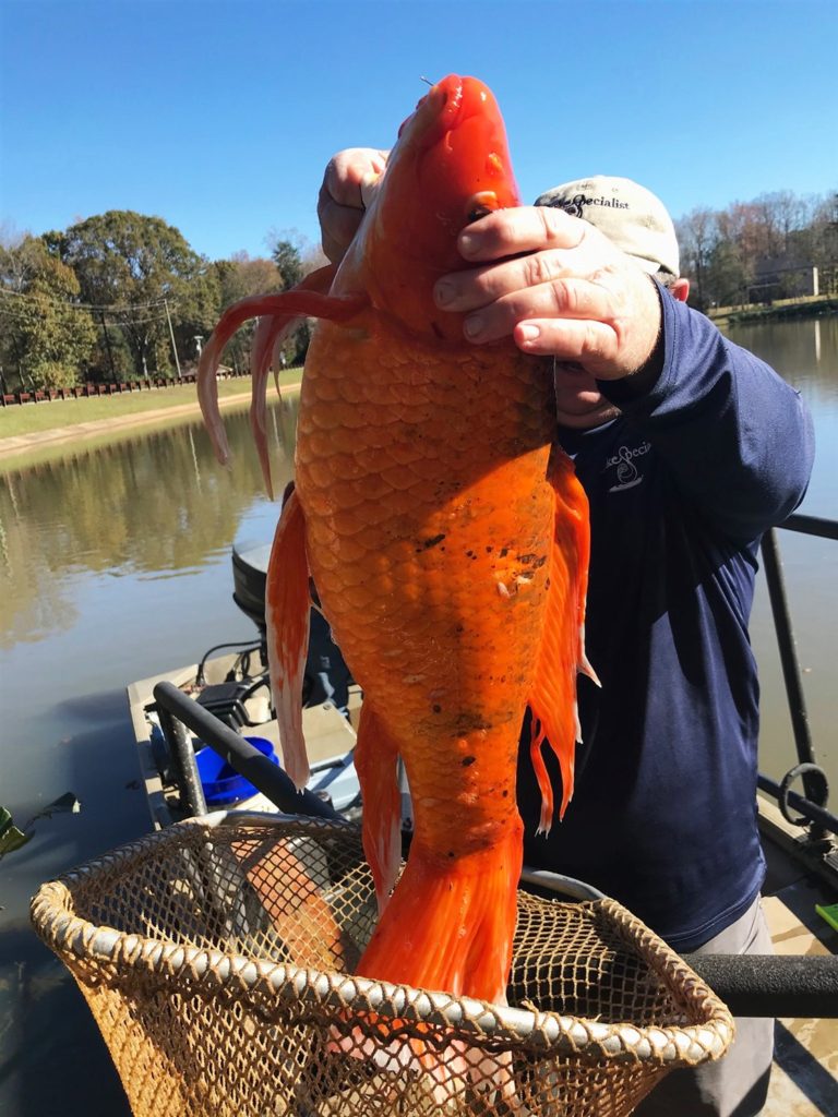 Giant goldfish 